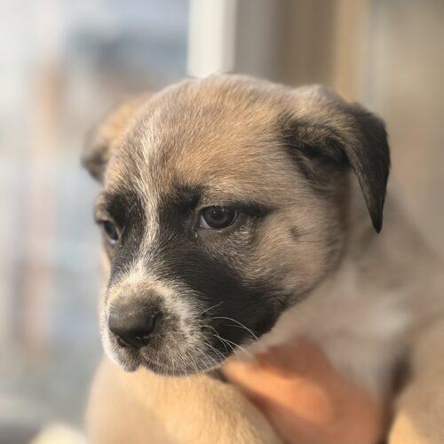 Benjamin, Adoptable, Puppy Male German Shepherd Dog & Husky.
