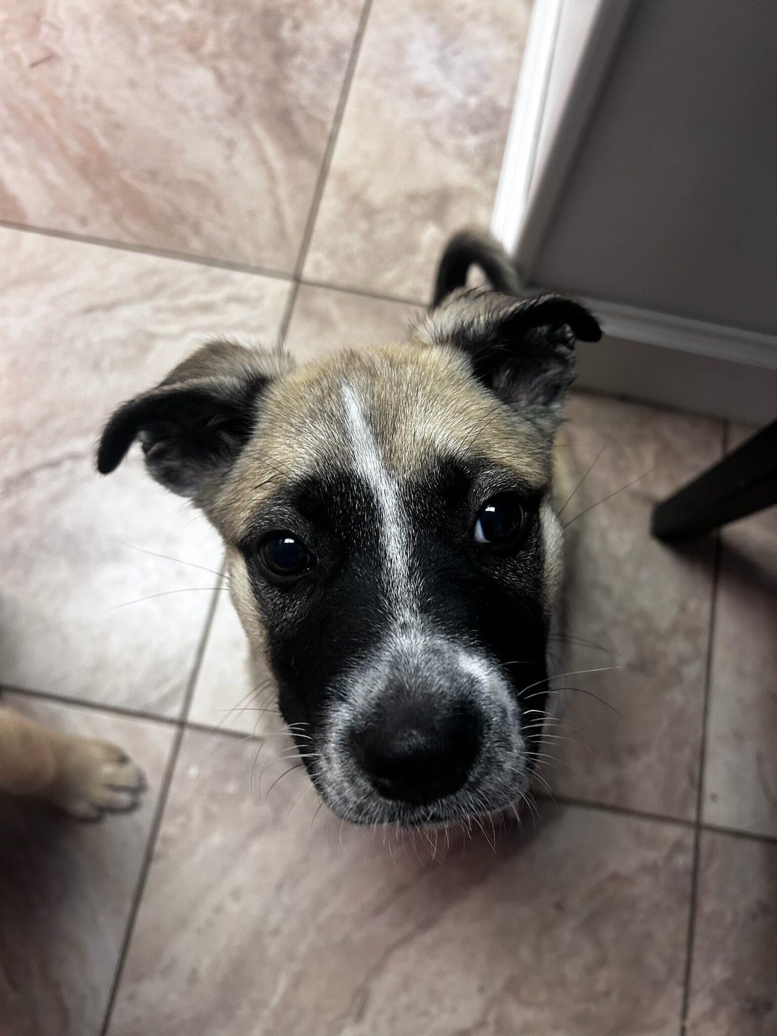 Benjamin, a Adoptable mixed breed in Vienna, ON image 3/6