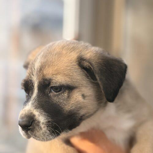 Enlarge Benjamin, a Adoptable mixed breed in Vienna, ON image 2/3