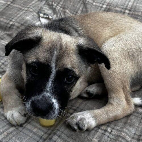 Benjamin, a Adoptable mixed breed in Vienna, ON image 4/6