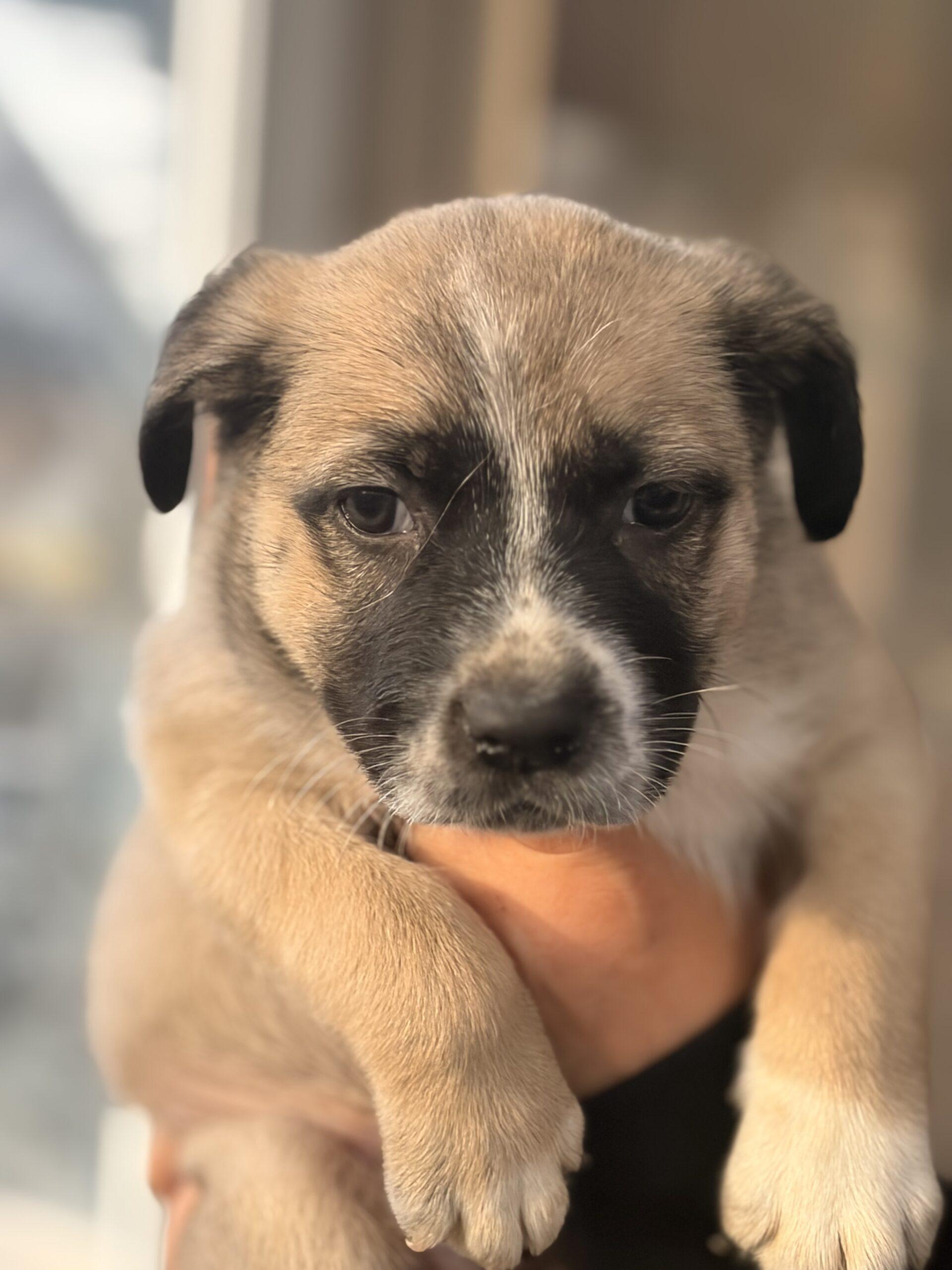 Enlarge Benjamin, a Adoptable mixed breed in Vienna, ON image 3/3