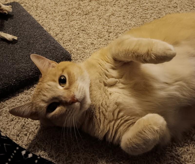 Aphrodite, a Adoptable mixed breed in Yankton, SD image 1/3