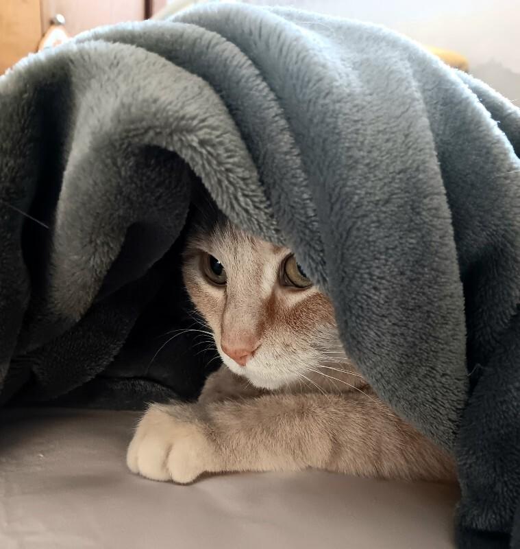 Aphrodite, a Adoptable mixed breed in Yankton, SD image 2/3