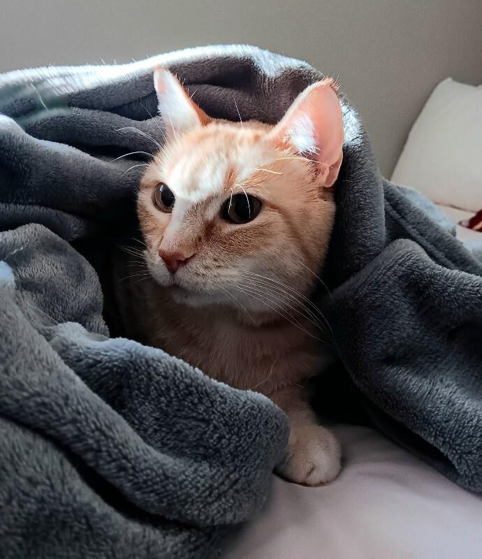 Aphrodite, Adoptable, Adult Female Domestic Short Hair & Domestic Short Hair.