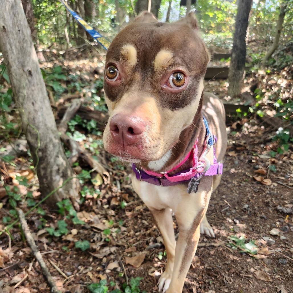 Sadie, a Adoptable mixed breed in Falls Church, VA image 1/6
