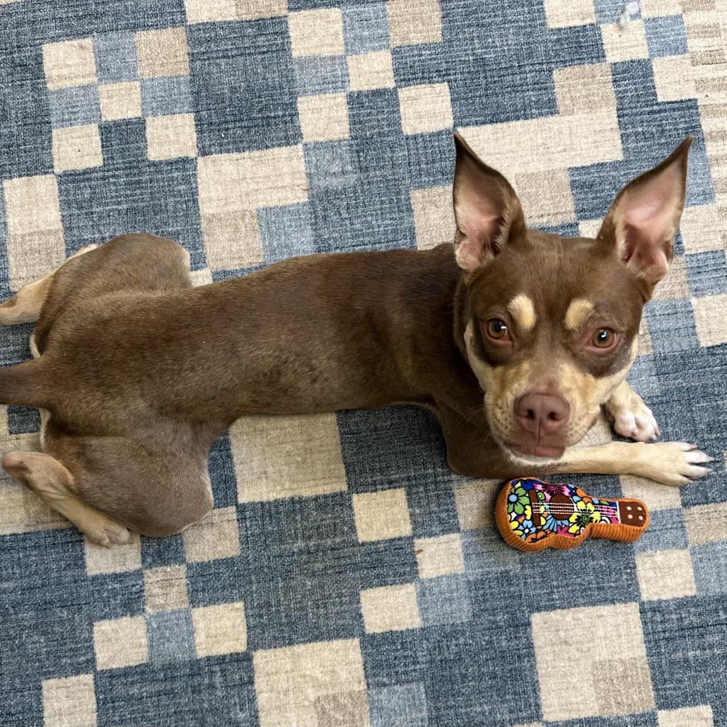 Sadie, a Adoptable mixed breed in Falls Church, VA image 2/6