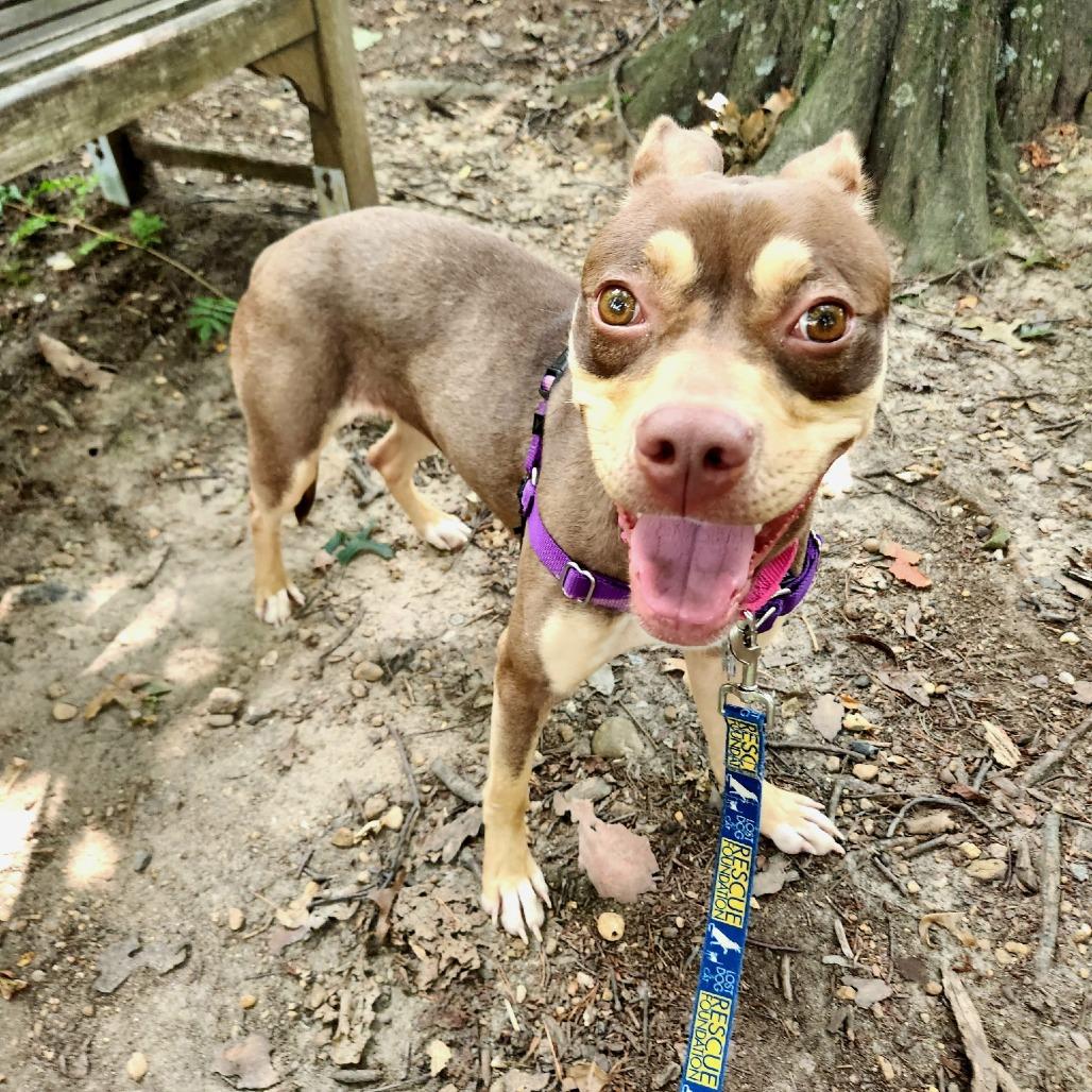 Sadie, a Adoptable mixed breed in Falls Church, VA image 3/6