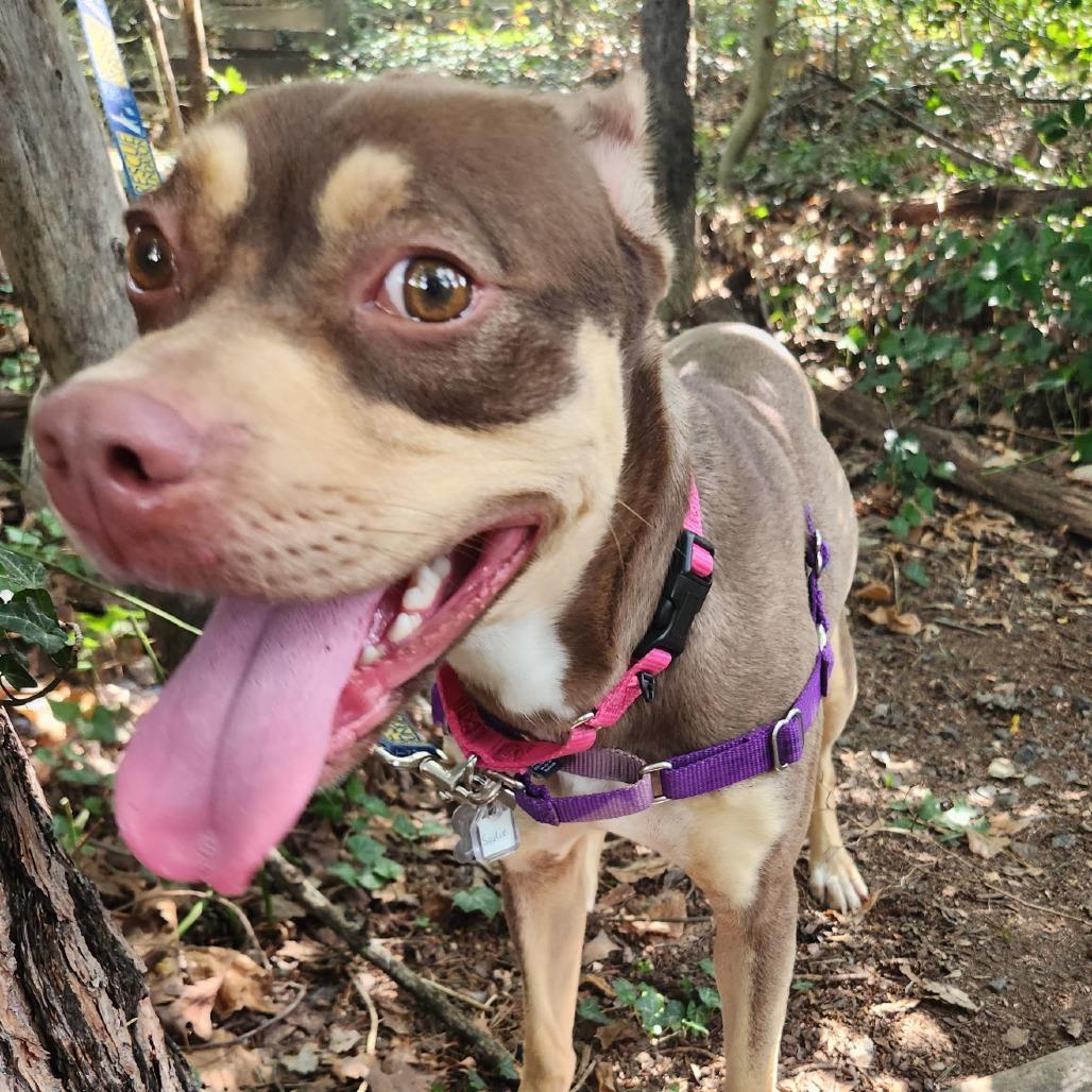 Sadie, a Adoptable mixed breed in Falls Church, VA image 4/6