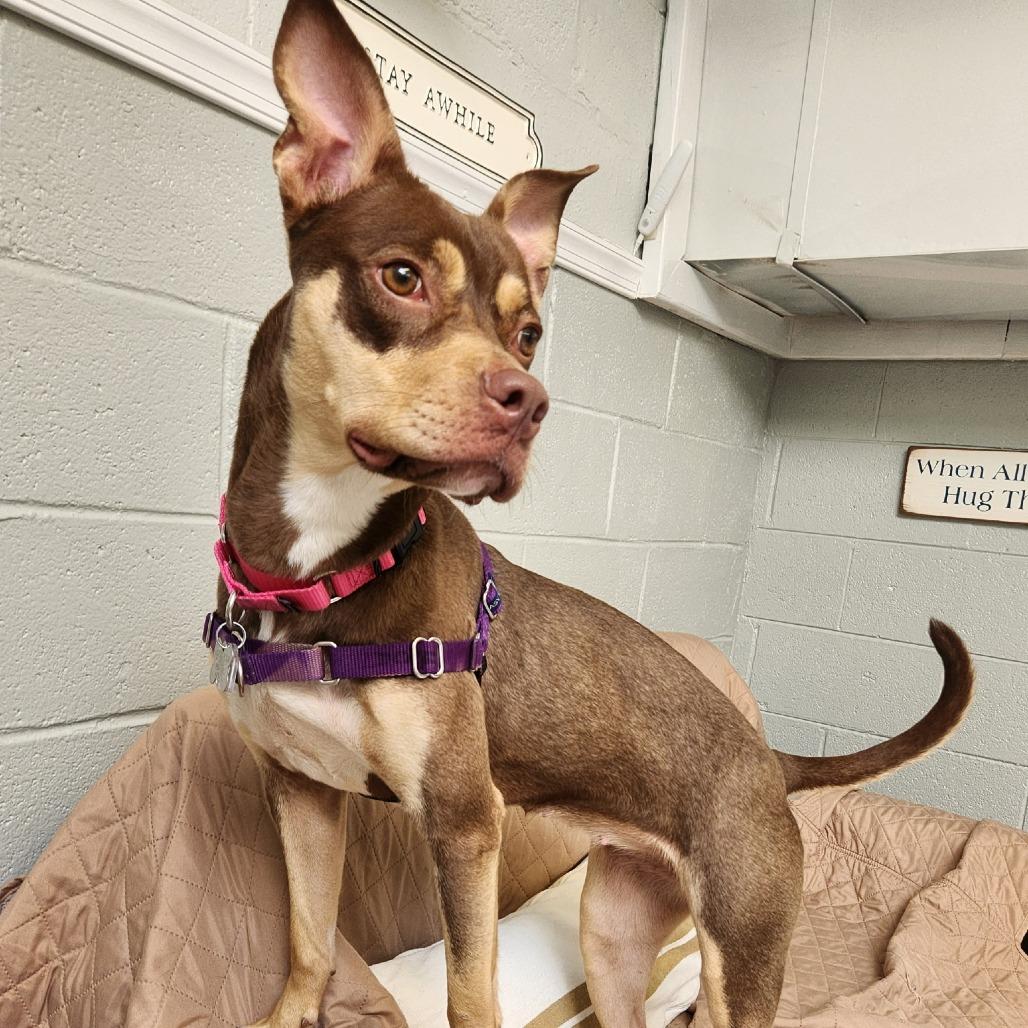 Sadie, a Adoptable mixed breed in Falls Church, VA image 5/6