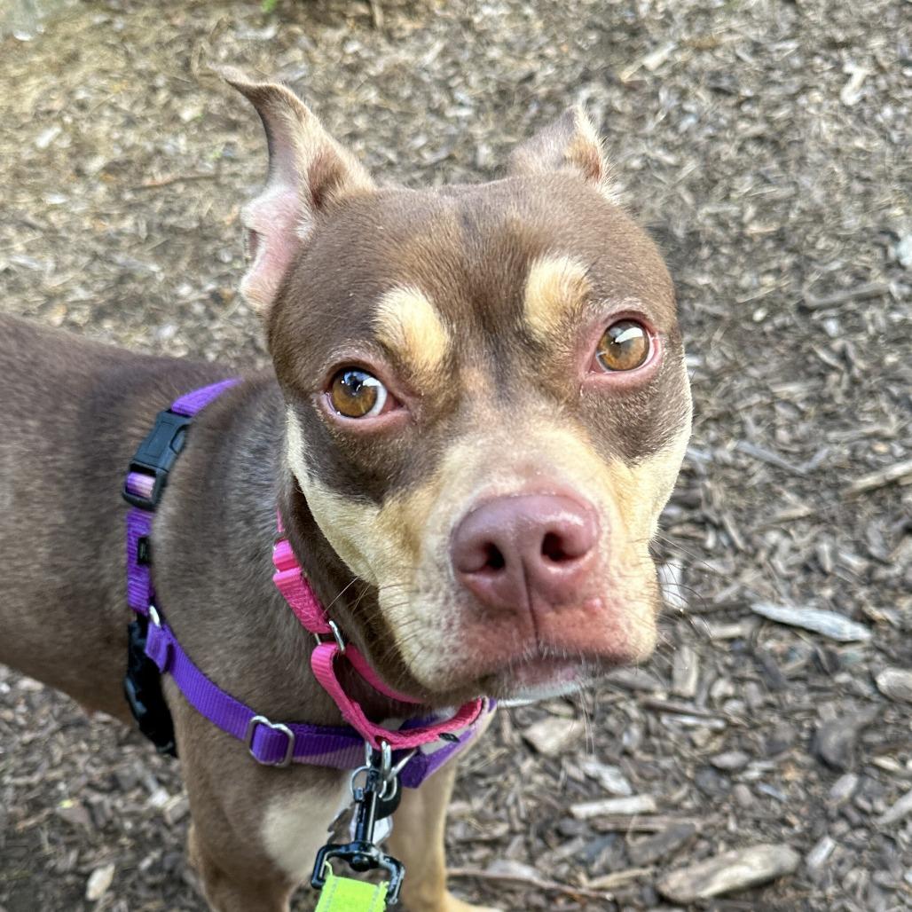 Sadie, a Adoptable mixed breed in Falls Church, VA image 6/6