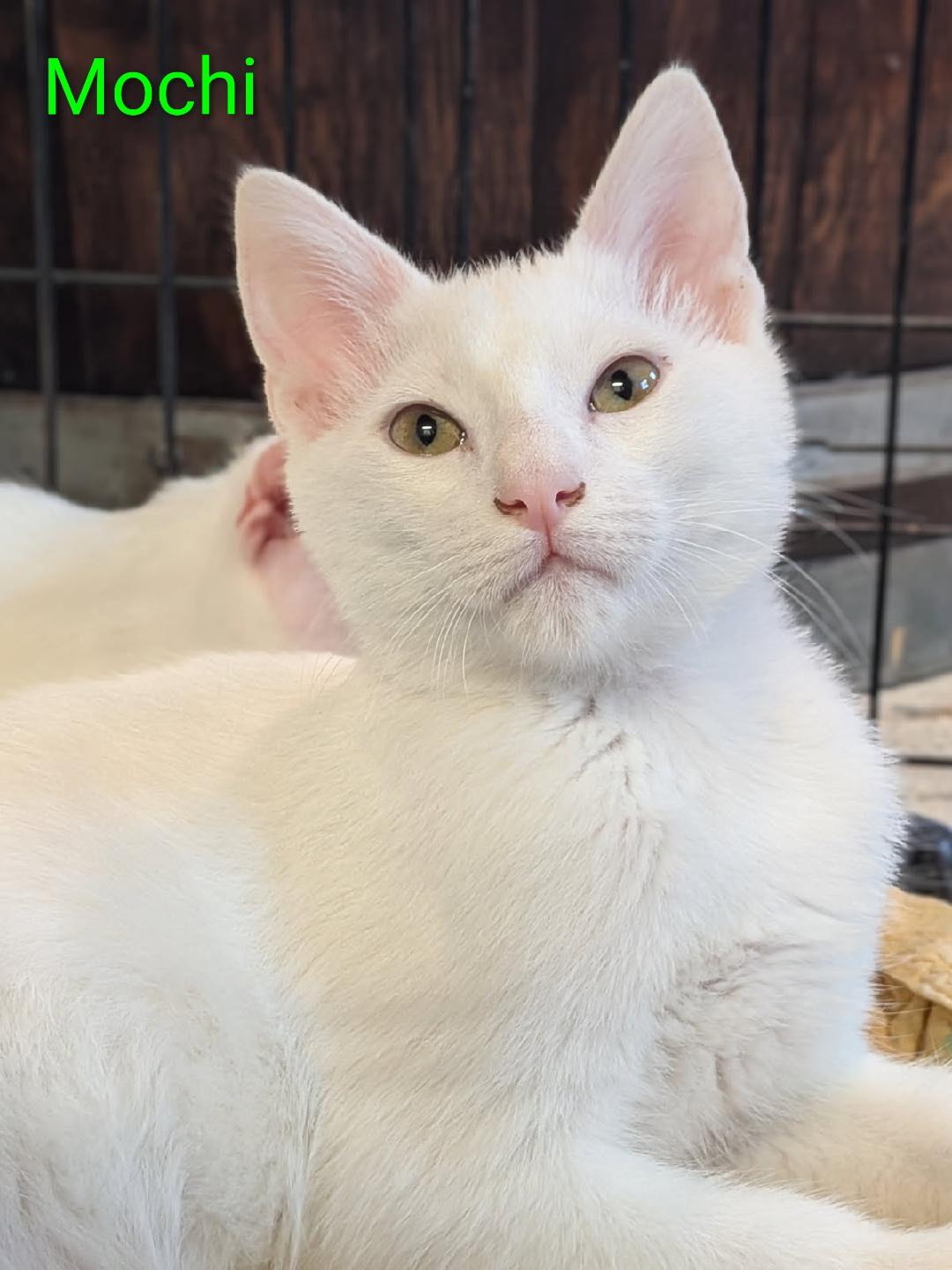 Mochi, Adoptable, Young Male Domestic Short Hair.