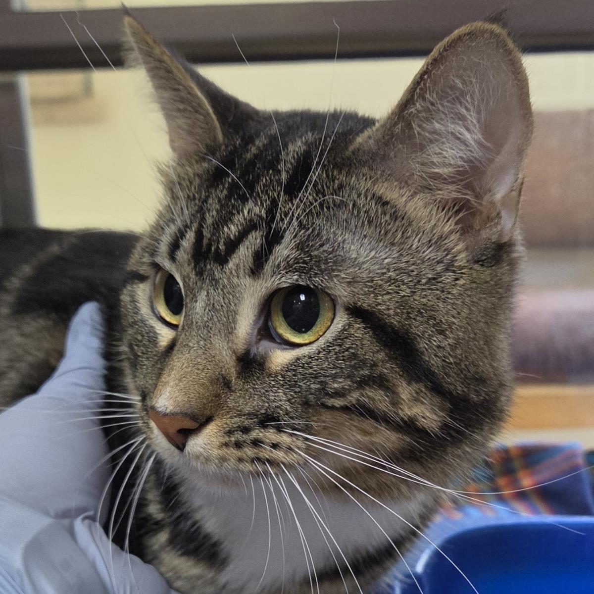 Chance, Adoptable, Adult Male Domestic Short Hair.