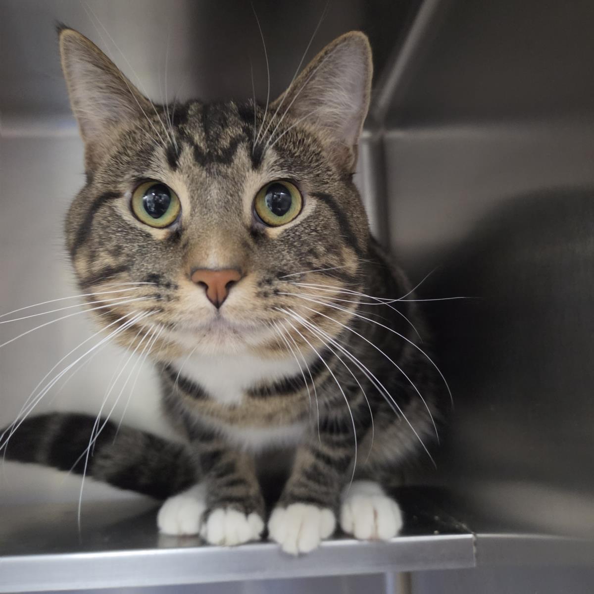 Enlarge Chance, a Adoptable Domestic Short Hair in Plover, WI image 2/3