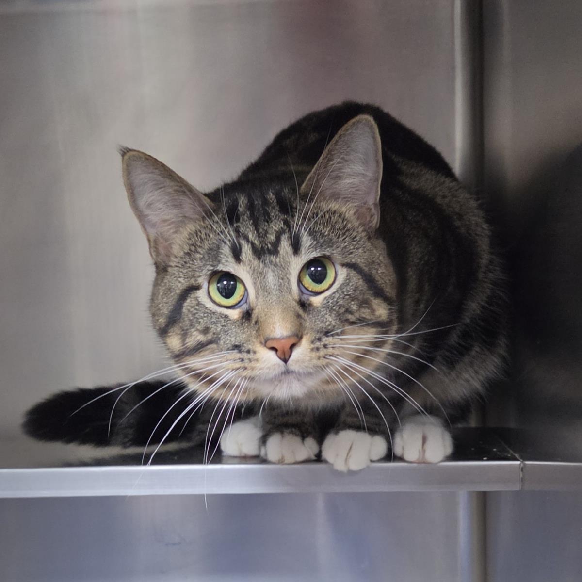 Enlarge Chance, a Adoptable Domestic Short Hair in Plover, WI image 3/3