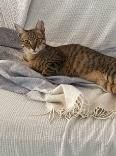 Enlarge Toby, a Adopted Domestic Short Hair in Honolulu, HI image 1/6