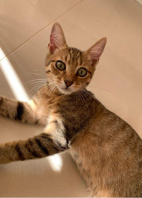 Enlarge Toby, a Adopted Domestic Short Hair in Honolulu, HI image 4/6