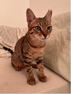 Enlarge Toby, a Adopted Domestic Short Hair in Honolulu, HI image 5/6