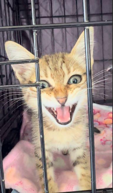 Toby, Adopted, Adult Male Domestic Short Hair.
