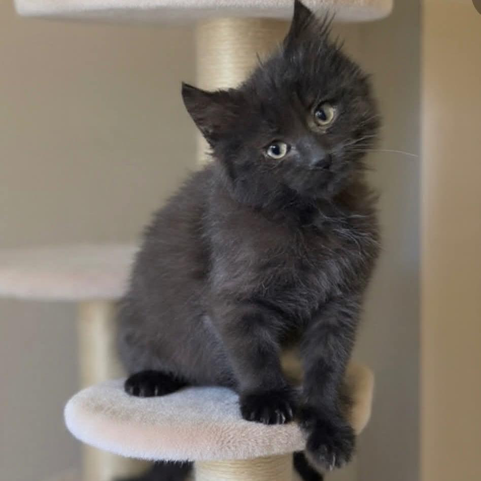 Blizzard, Adoptable, Kitten Male Domestic Medium Hair.