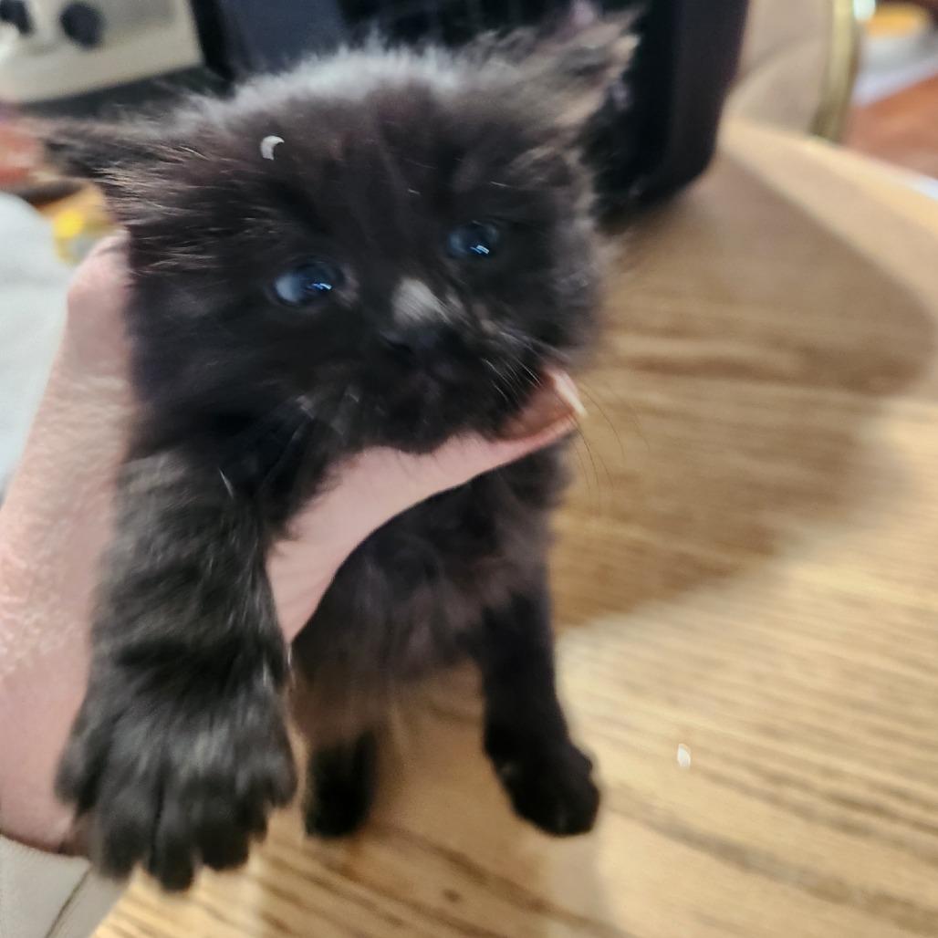 Enlarge Blizzard, a Adoptable Domestic Medium Hair in Mondovi, WI image 2/2