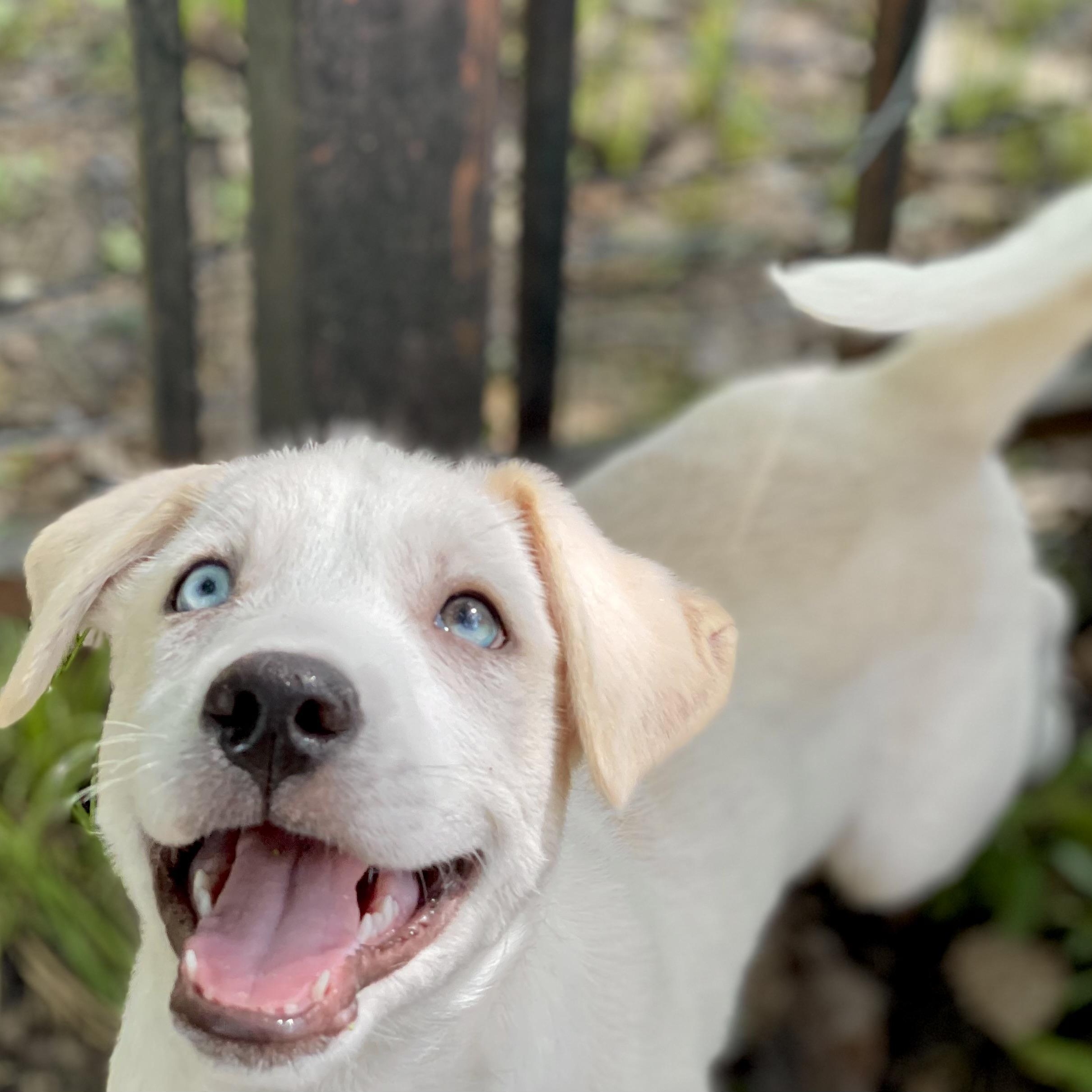 Chestnut, Baby Male Mixed Breed
