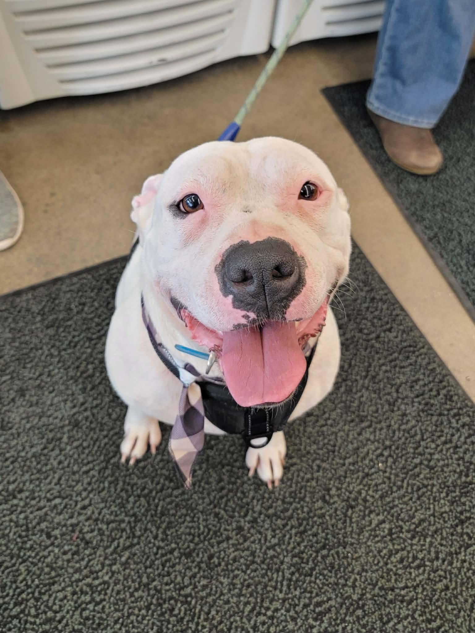 Enlarge Aria, a ADOPTABLE Mixed Breed in Rochester , NY image 2/4