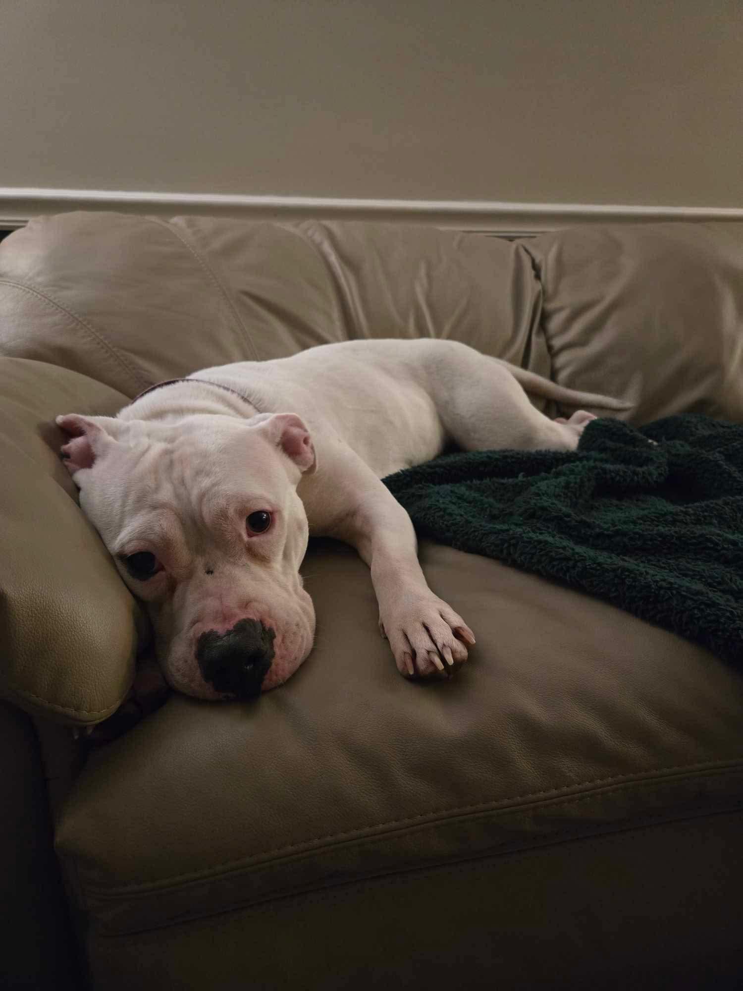 Enlarge Aria, a ADOPTABLE Mixed Breed in Rochester , NY image 4/5