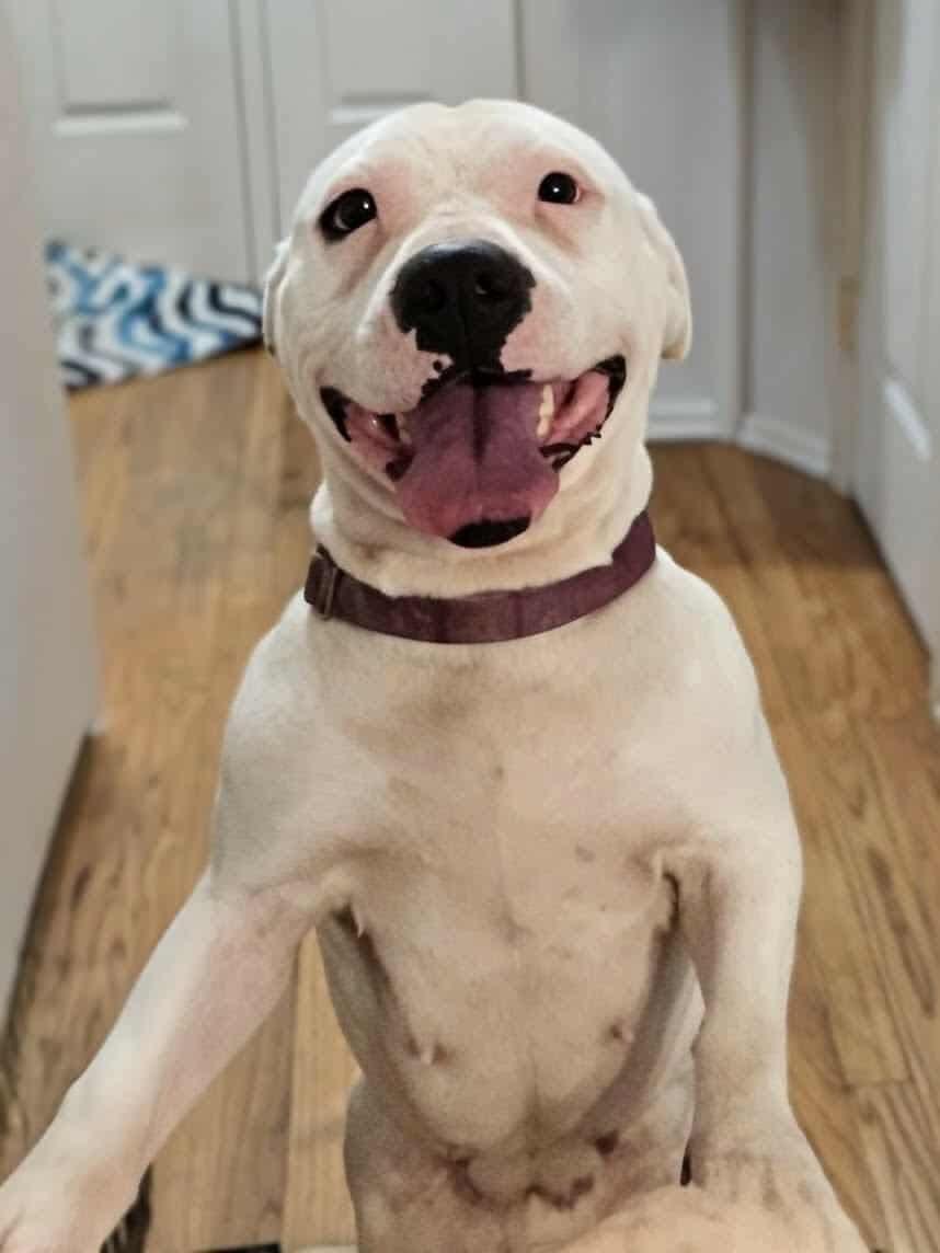 Enlarge Aria, a ADOPTABLE Mixed Breed in Rochester , NY image 3/5