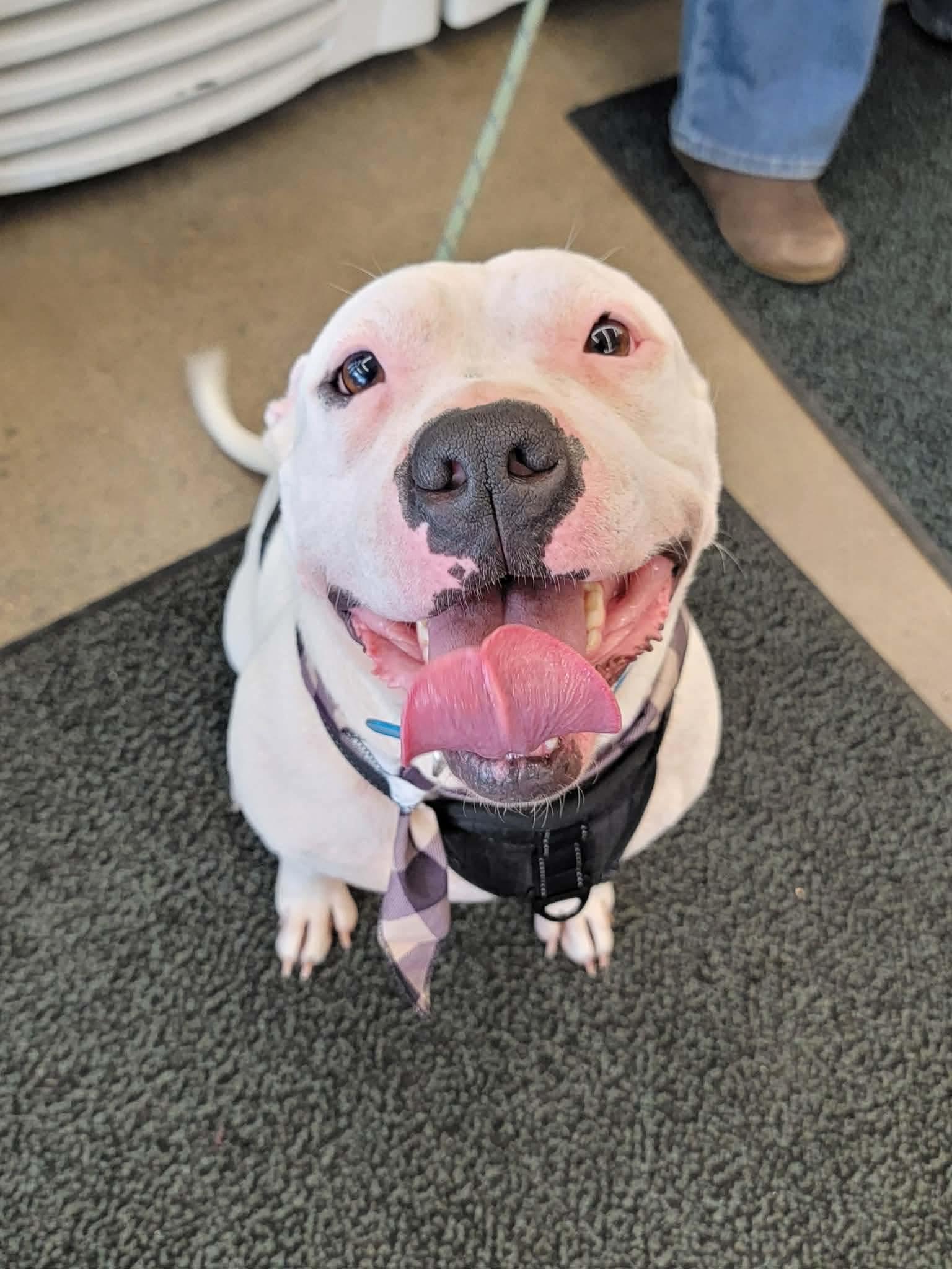 Enlarge Aria, a ADOPTABLE Mixed Breed in Rochester , NY image 3/4