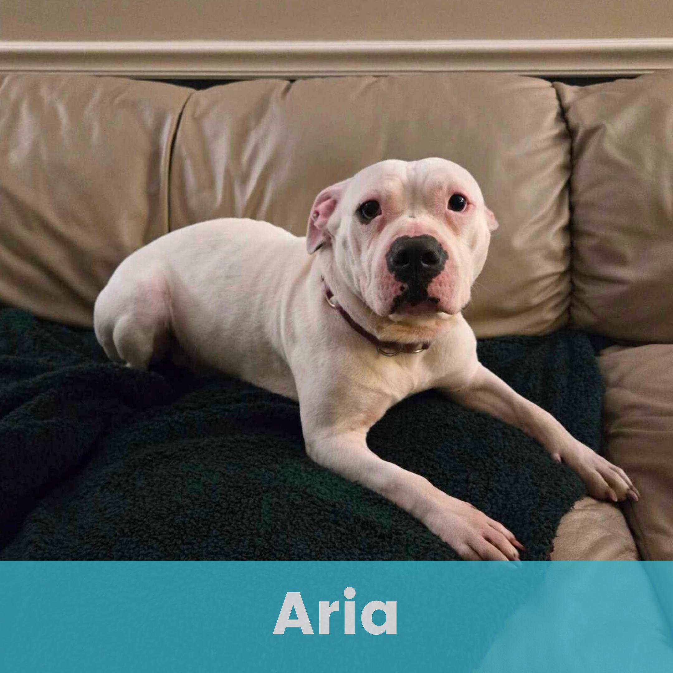 Enlarge Aria, a ADOPTABLE Mixed Breed in Rochester , NY image 1/5