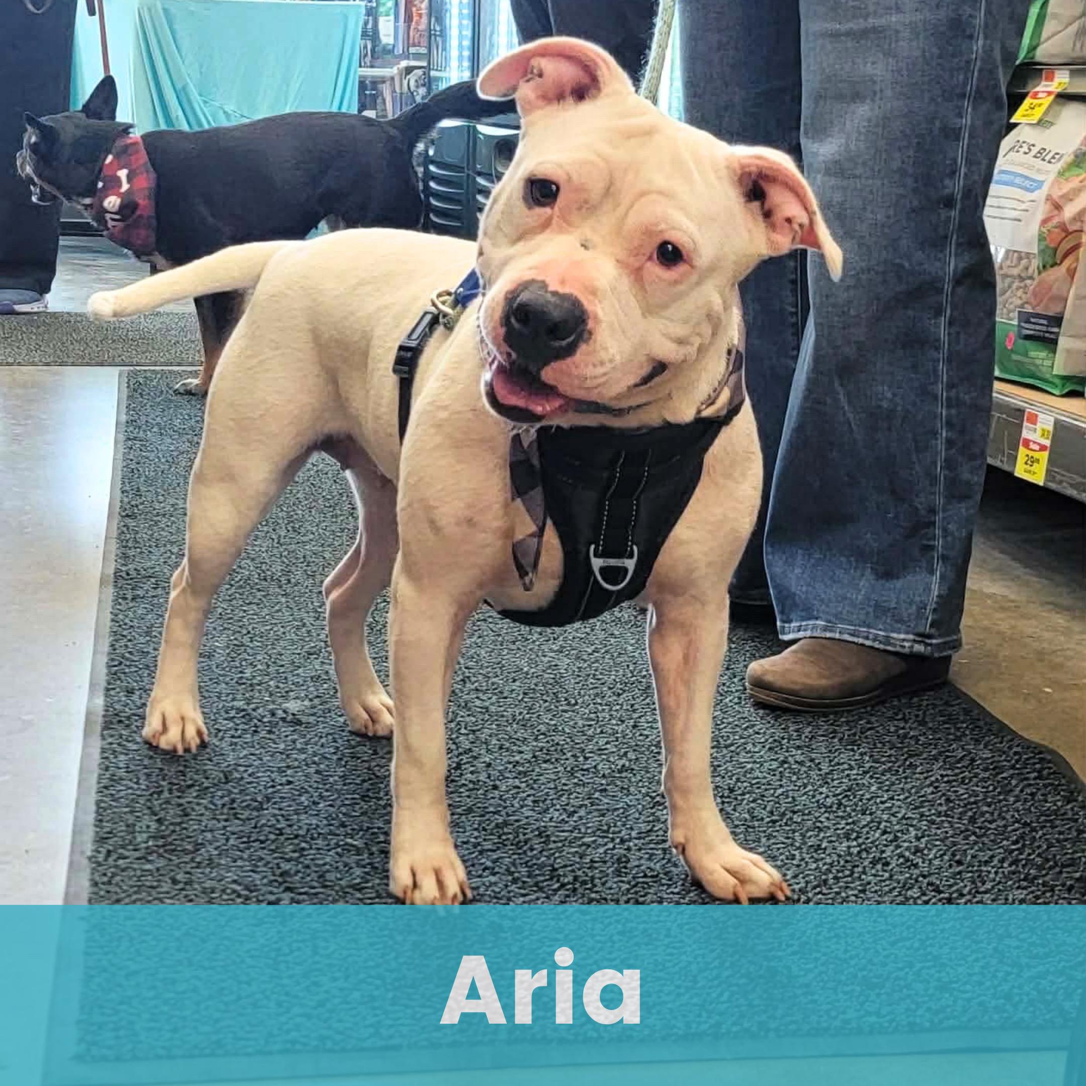 Enlarge Aria, a ADOPTABLE Mixed Breed in Rochester , NY image 1/4