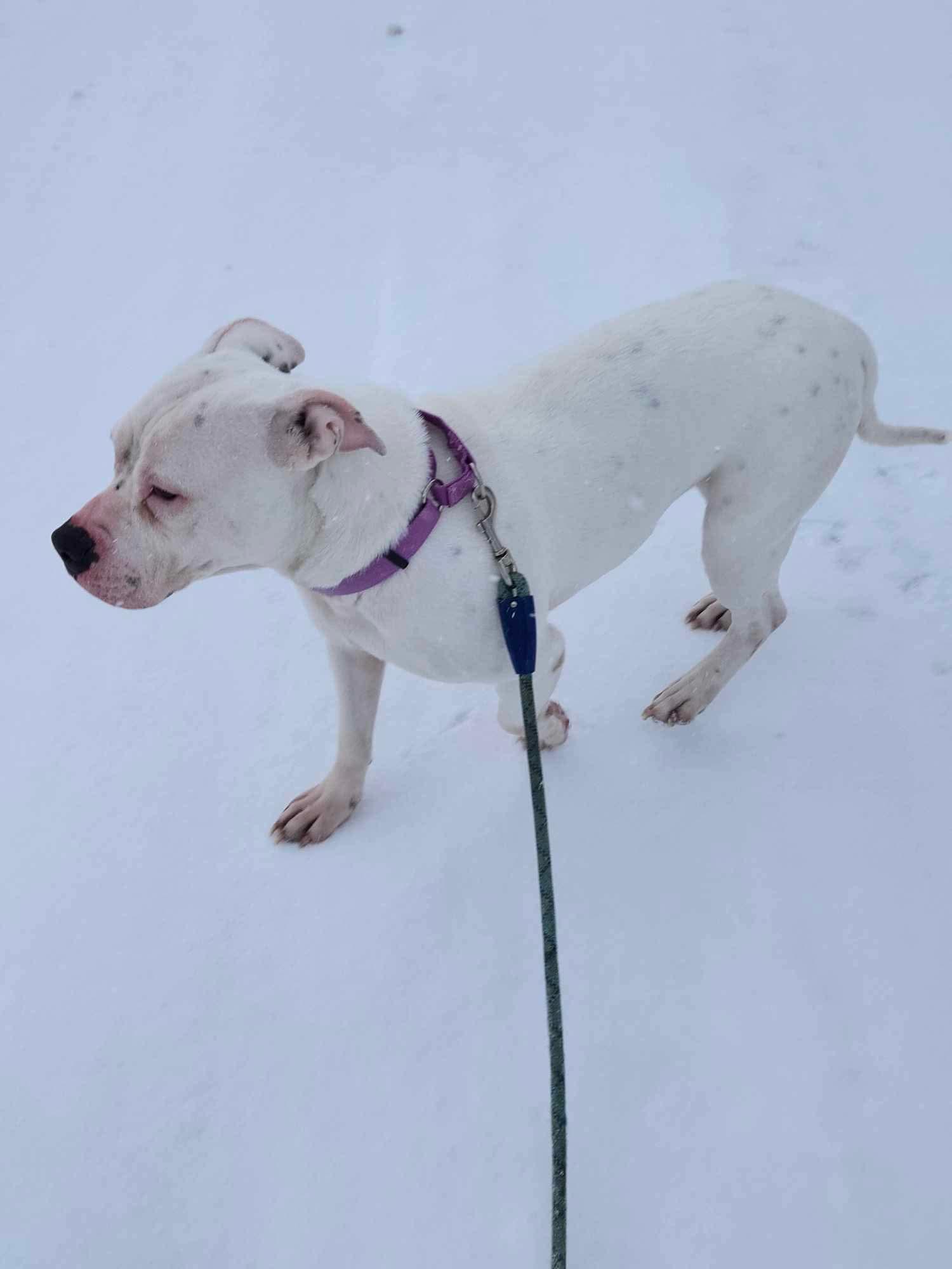 Enlarge Aria, a ADOPTABLE Mixed Breed in Rochester , NY image 5/5