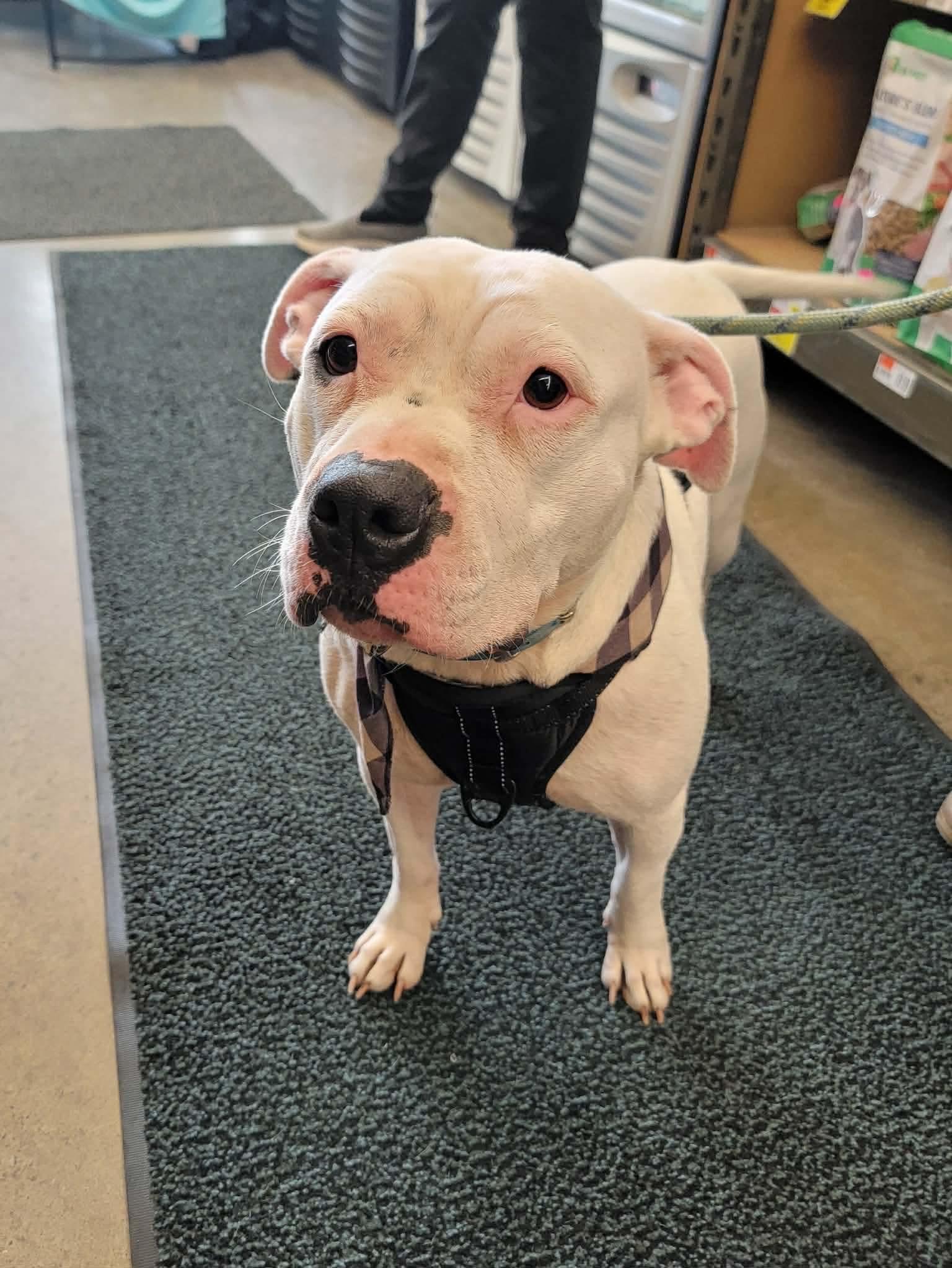 Enlarge Aria, a ADOPTABLE Mixed Breed in Rochester , NY image 4/4