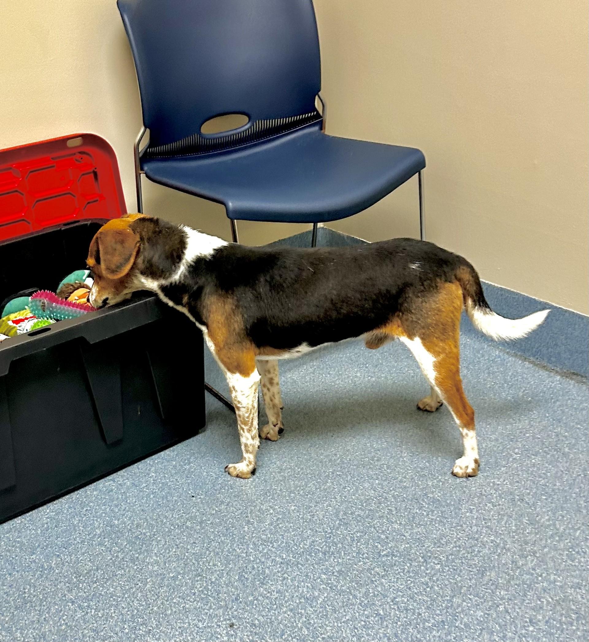 Enlarge Crouton, a ADOPTABLE Beagle in Suffolk, VA image 2/2