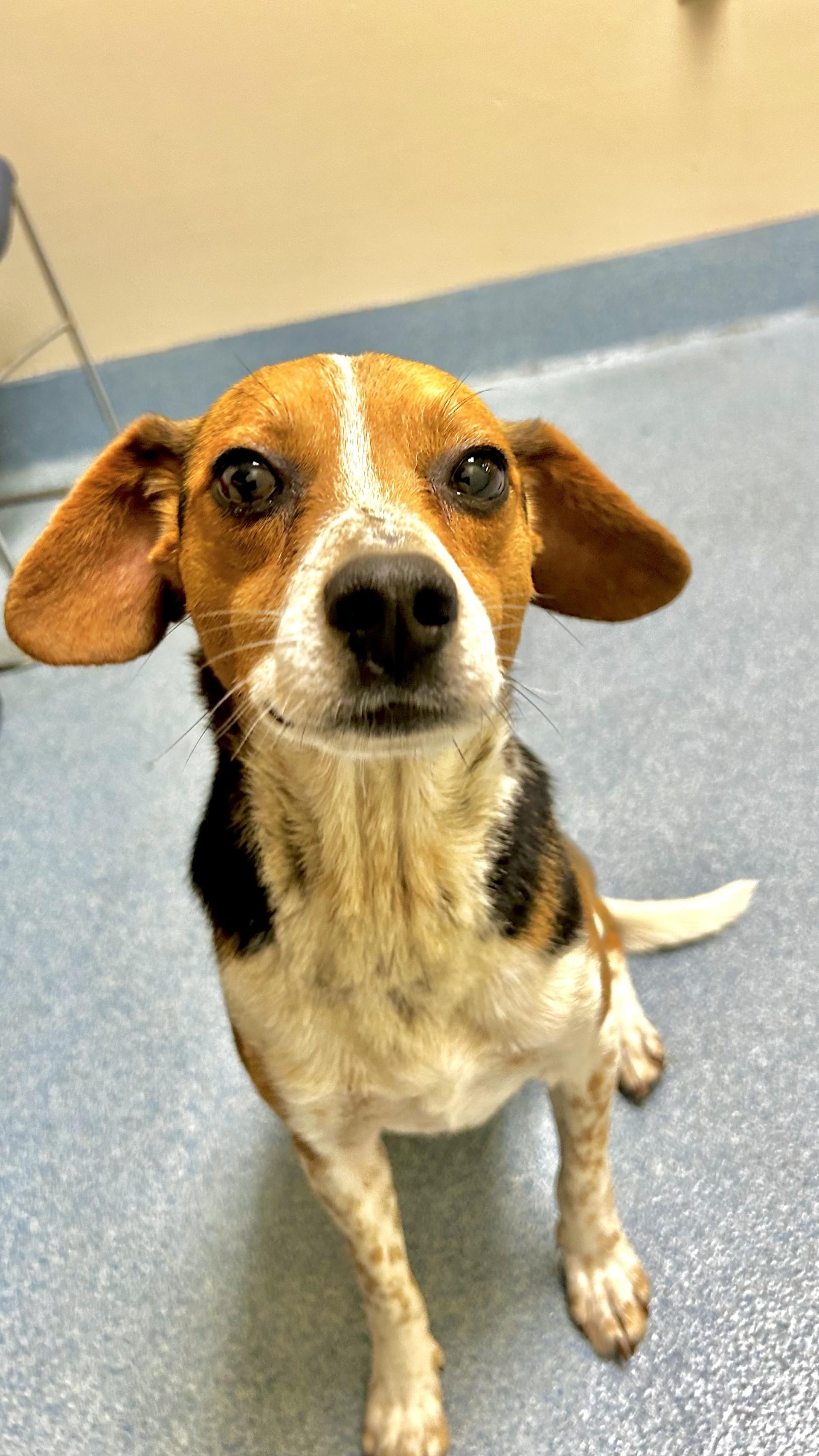Crouton, ADOPTABLE, Adult Male Beagle.