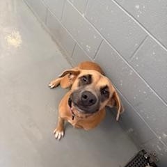 Enlarge CHANEL, a Adoptable Mixed Breed in Columbus, MS image 1/5