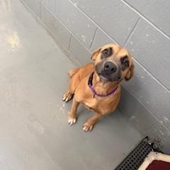 Enlarge CHANEL, a Adoptable Mixed Breed in Columbus, MS image 2/5