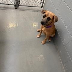 CHANEL, Adoptable, Adult Female Mixed Breed.