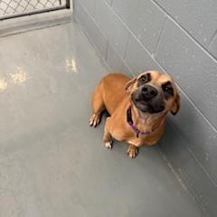 Enlarge CHANEL, a Adoptable Mixed Breed in Columbus, MS image 4/5