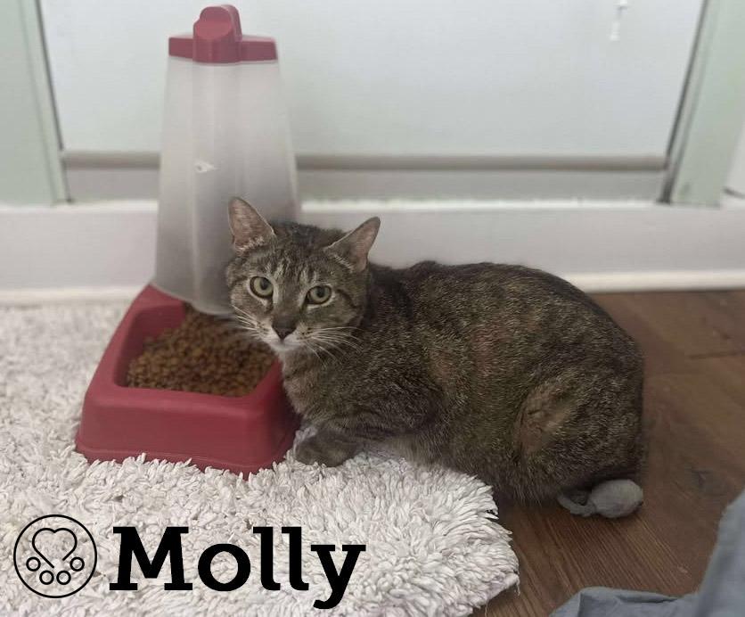 Molly, Adult Female Domestic Short Hair