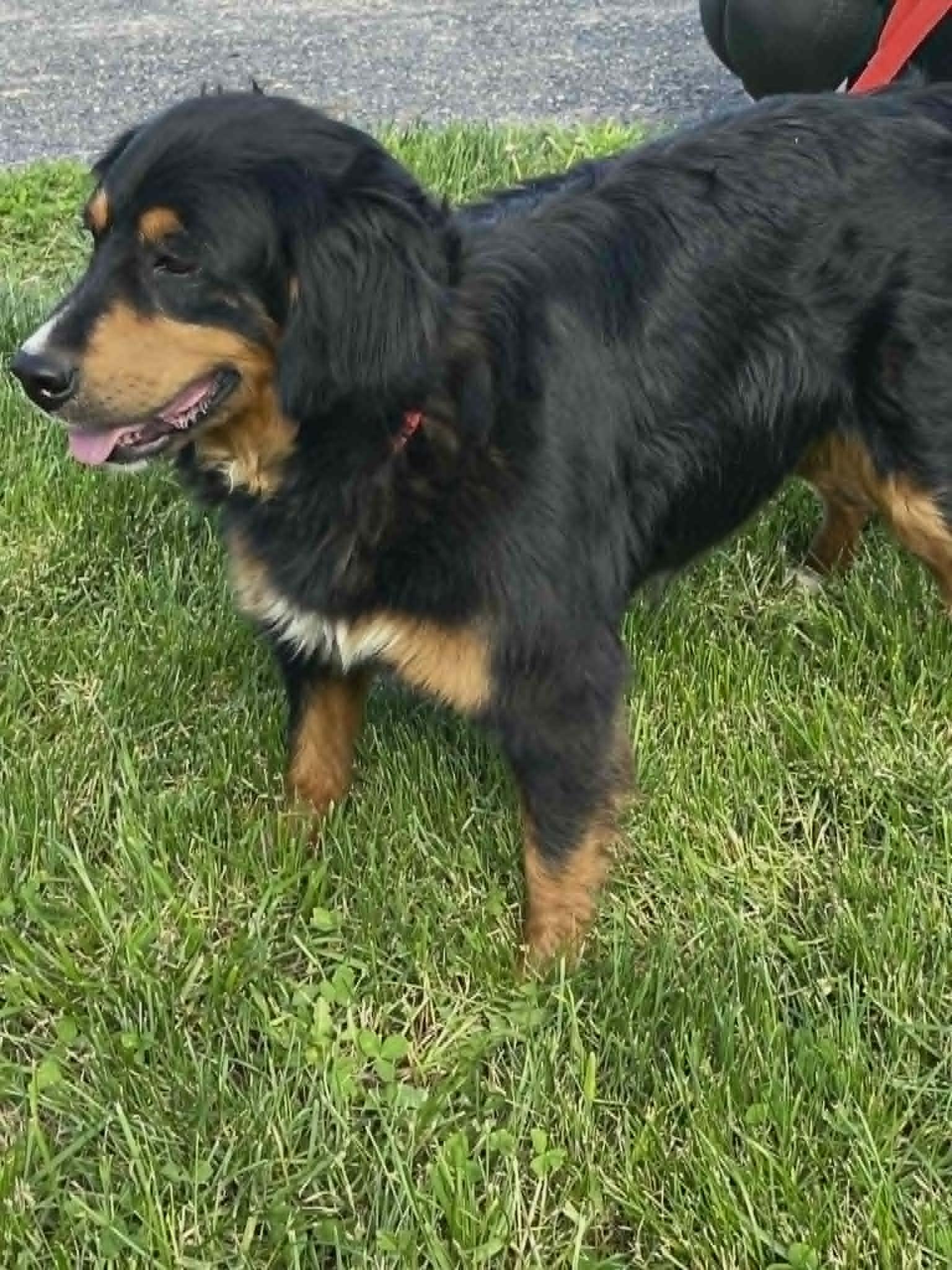 Enlarge Sizzlie, a Adoptable mixed breed in Havertown, PA image 1/6