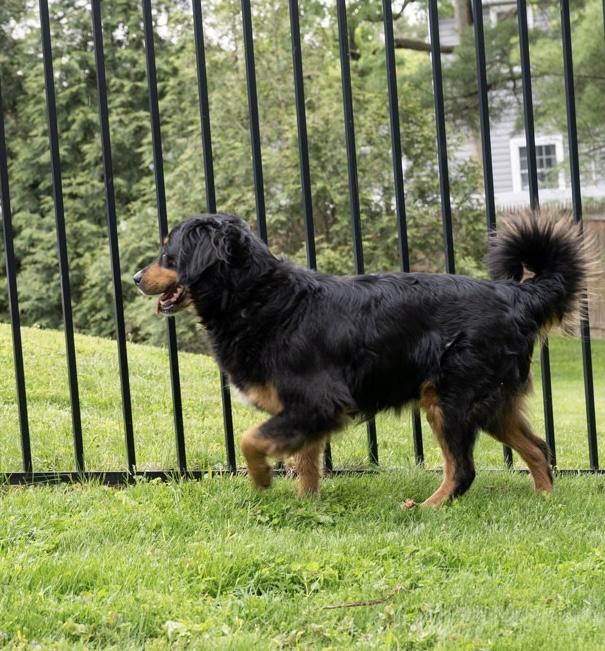 Enlarge Sizzlie, a Adoptable mixed breed in Havertown, PA image 2/6