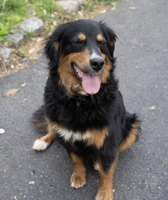 Enlarge Sizzlie, a Adoptable mixed breed in Havertown, PA image 3/6