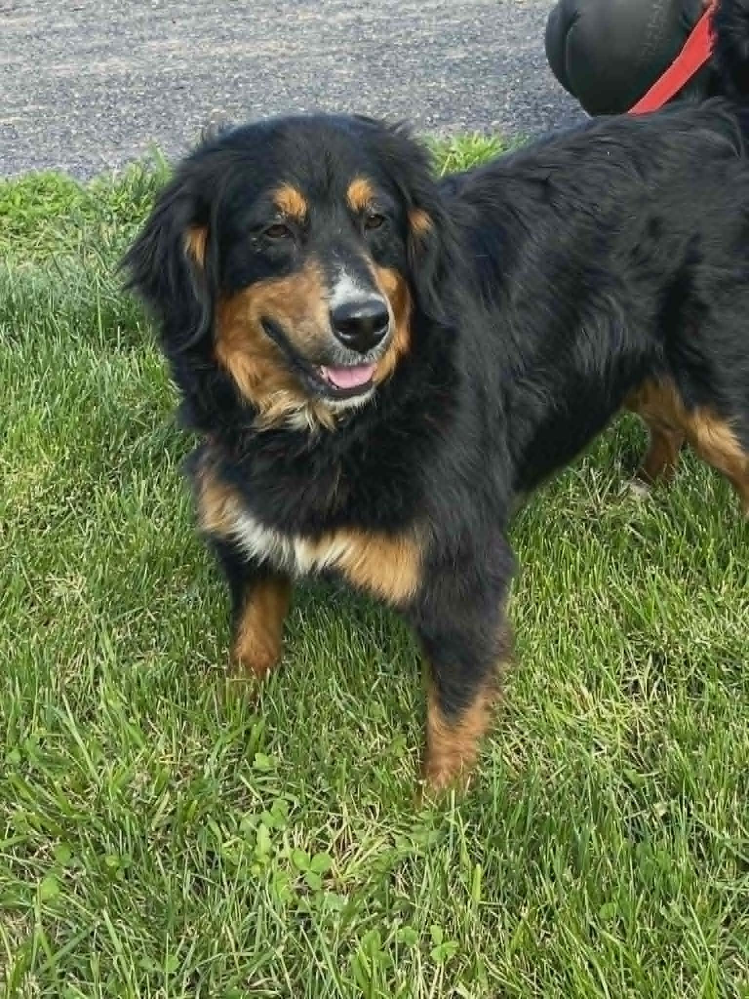 Enlarge Sizzlie, a Adoptable mixed breed in Havertown, PA image 4/6