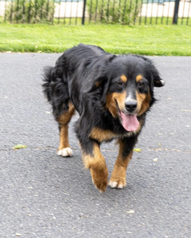 Enlarge Sizzlie, a Adoptable mixed breed in Havertown, PA image 5/6