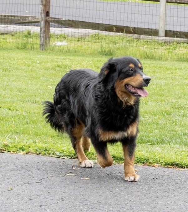 Enlarge Sizzlie, a Adoptable mixed breed in Havertown, PA image 6/6