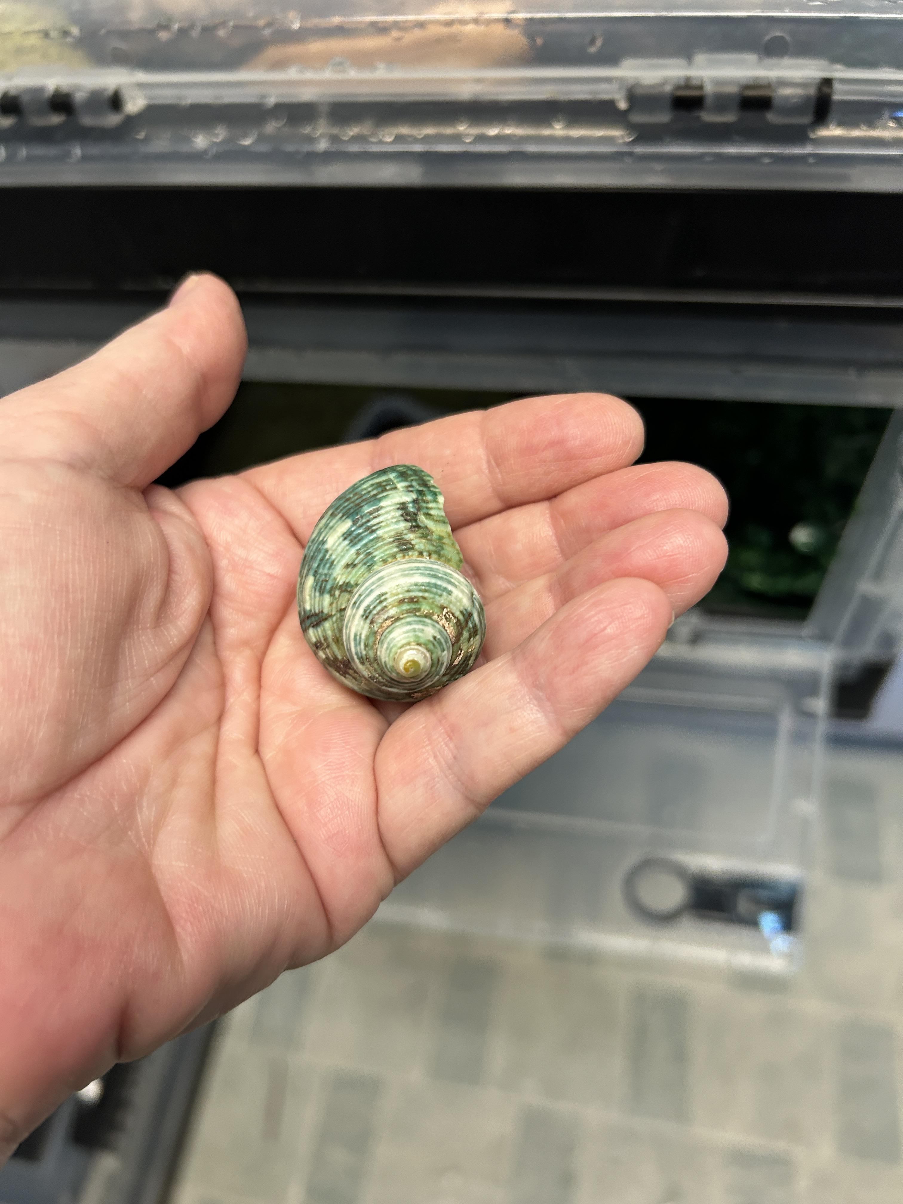 Enlarge Moe the Hermit Crab, an adopted Hermit Crab in Concord, CA image 2/2
