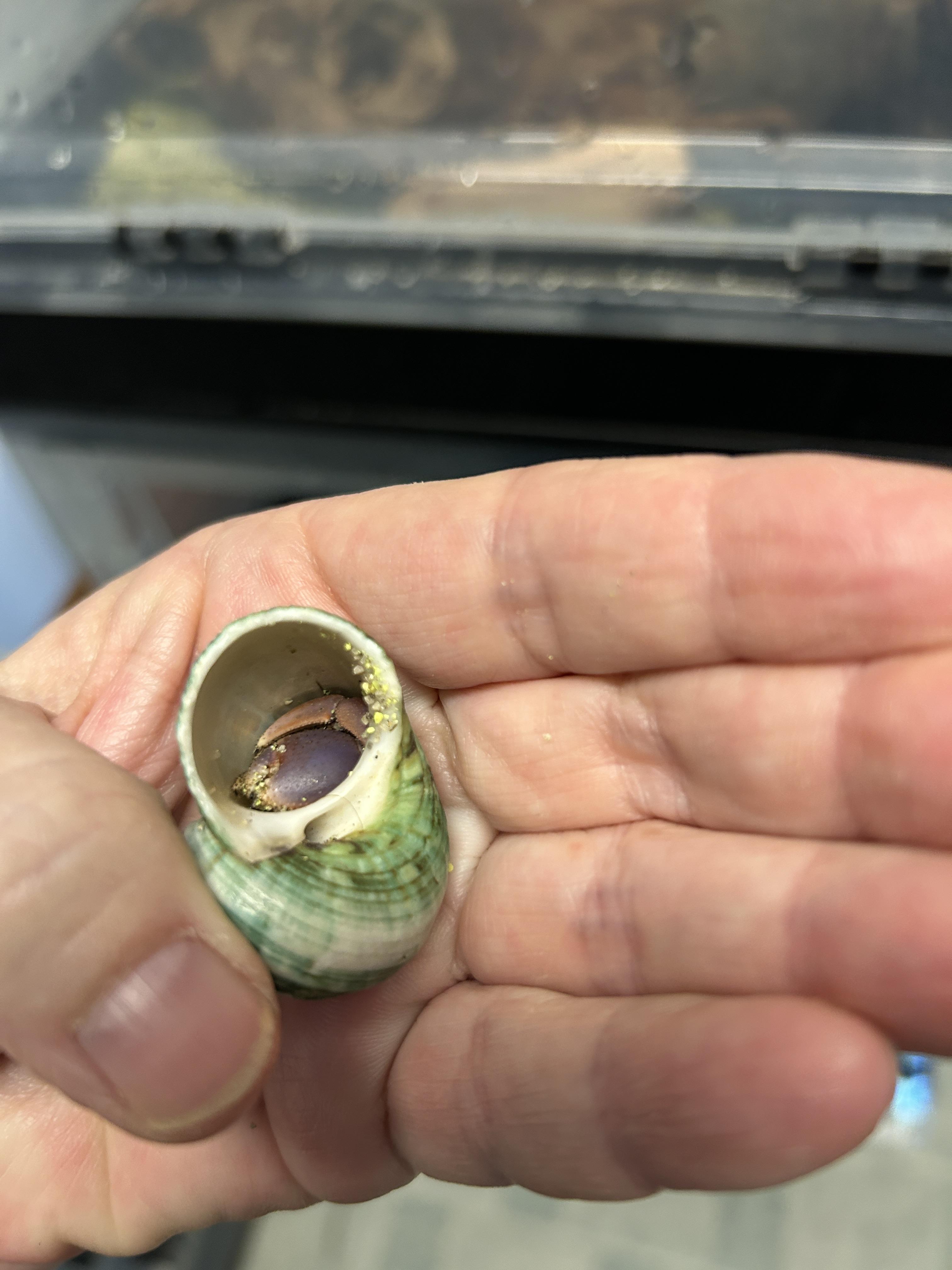 Moe the Hermit Crab, adopted, Adult Unknown Hermit Crab.