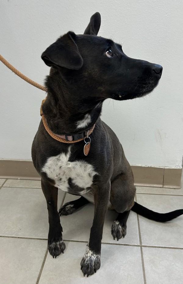 Sadi, Adoptable, Adult Female Siberian Husky.
