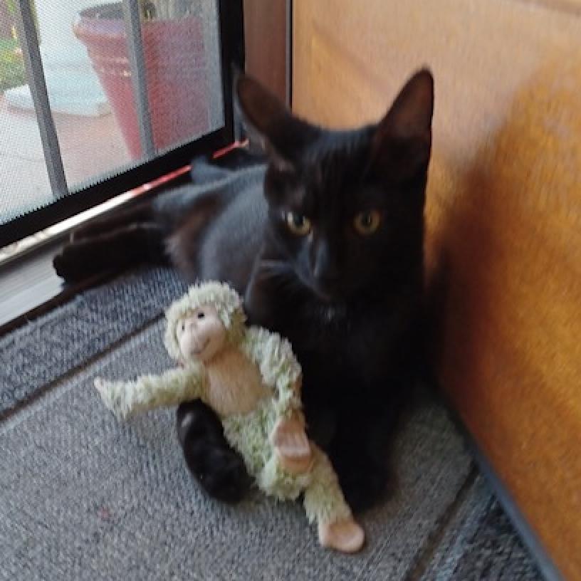 Enlarge Lolito, a Adoptable Domestic Short Hair in Los Angeles, CA image 1/6